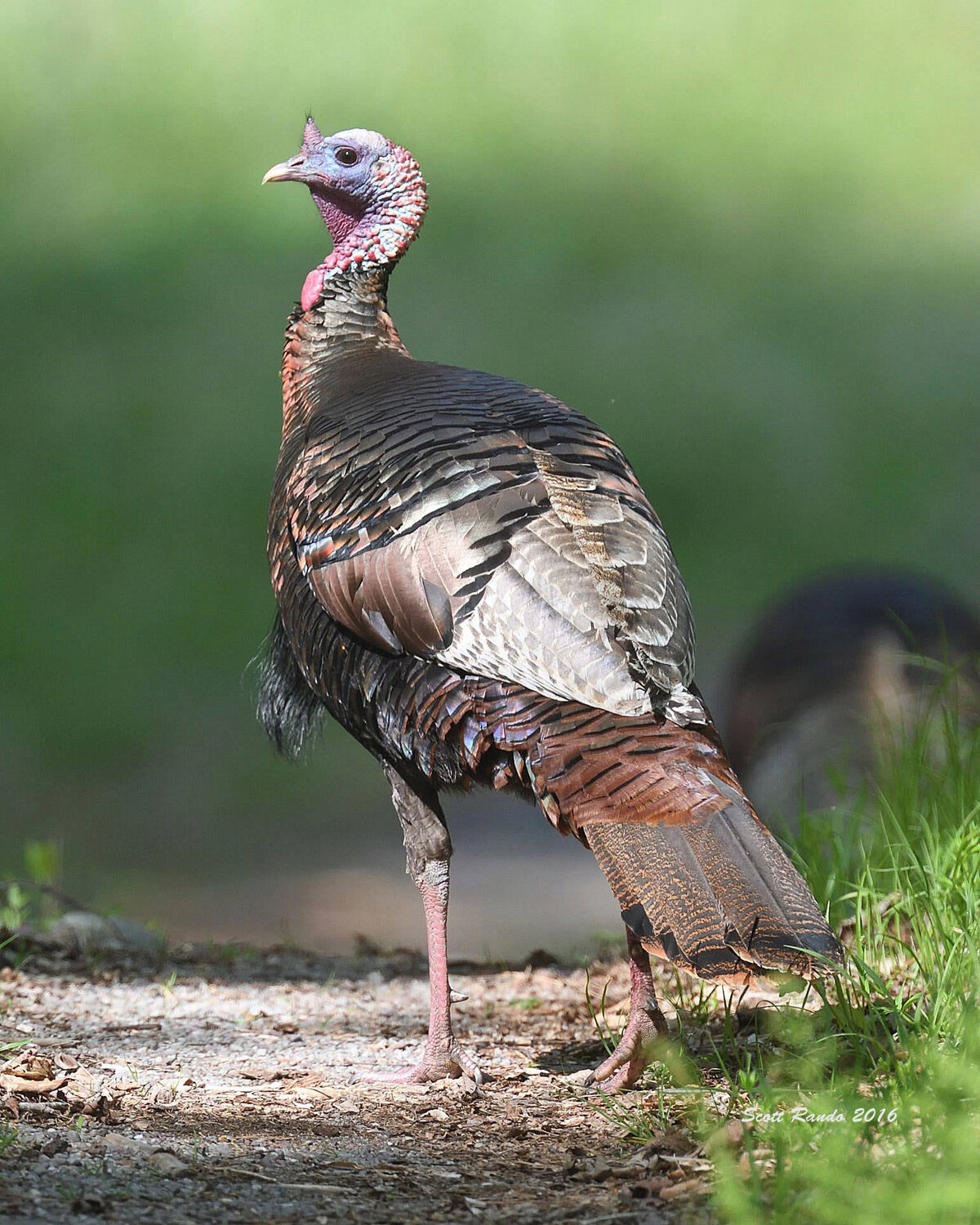 Male turkeys are frequently portrayed in the media with their tails spread out, which is their behavior during spring courtship. Much gobbling is also heard. This male is just foraging, and is not putting on a display. ..Note the red on the head and neck, and the beard—a tuft of feathers growing out of the breast. A few females might have beards, but they are smaller. ..Males have spurs, which face backward just above the foot. The spurs on this male are about 1/2 inch long; this suggests that this individual is about two years old.